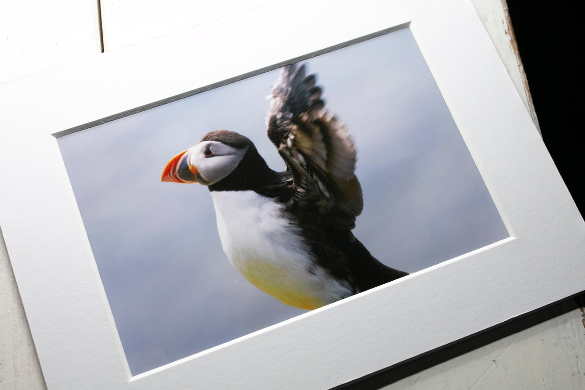 Puffin Stretch Mounted Photo Print - Scotland wildlife photography
