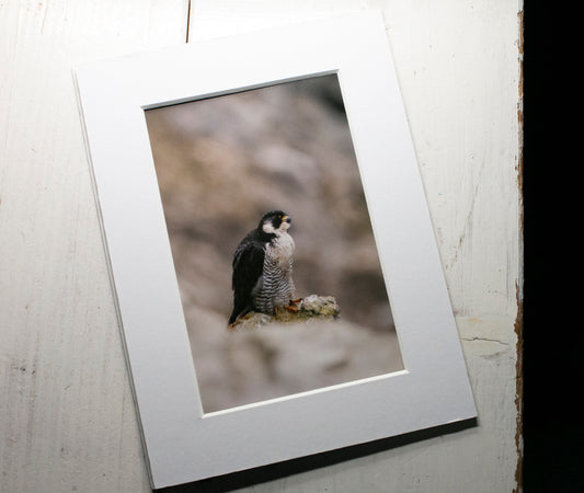 Peregrine Falcon Mounted Photo Print - Dorset wildlife photography