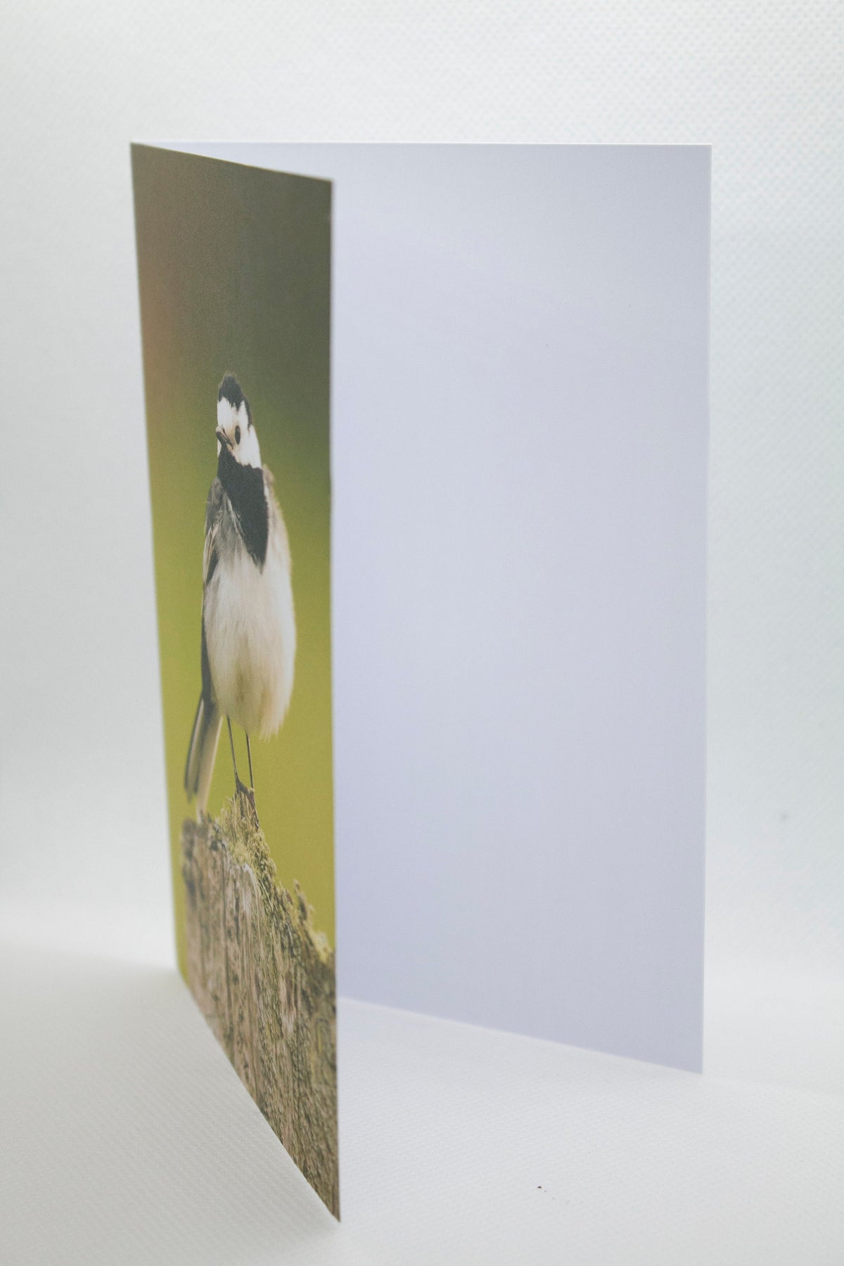Pied Wagtail Greetings Card - Scotland wildlife photography