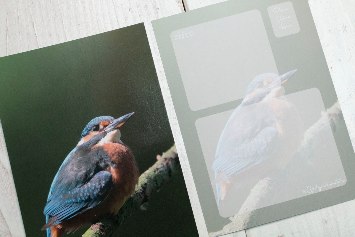 Kingfisher Postcard - UK wildlife photography