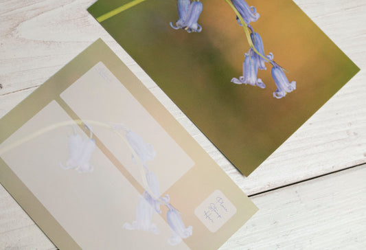 Single Bluebell Postcard - UK wildflower photography