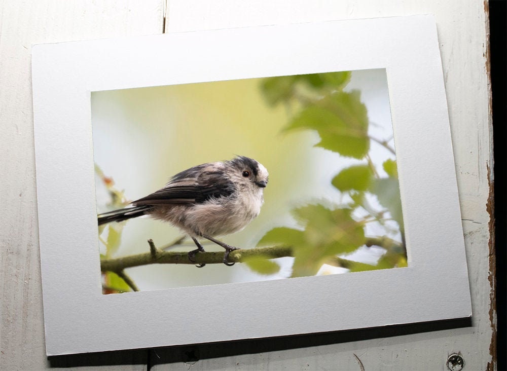Long-Tailed Tit Mounted Photo Print - Sussex wildlife photography