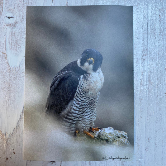 Peregrine Falcon Sticker - bird of prey UK wildlife photography
