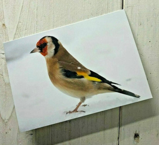 British Wildlife Christmas Cards 3 Pack - Robin, Goldfinch and Starling