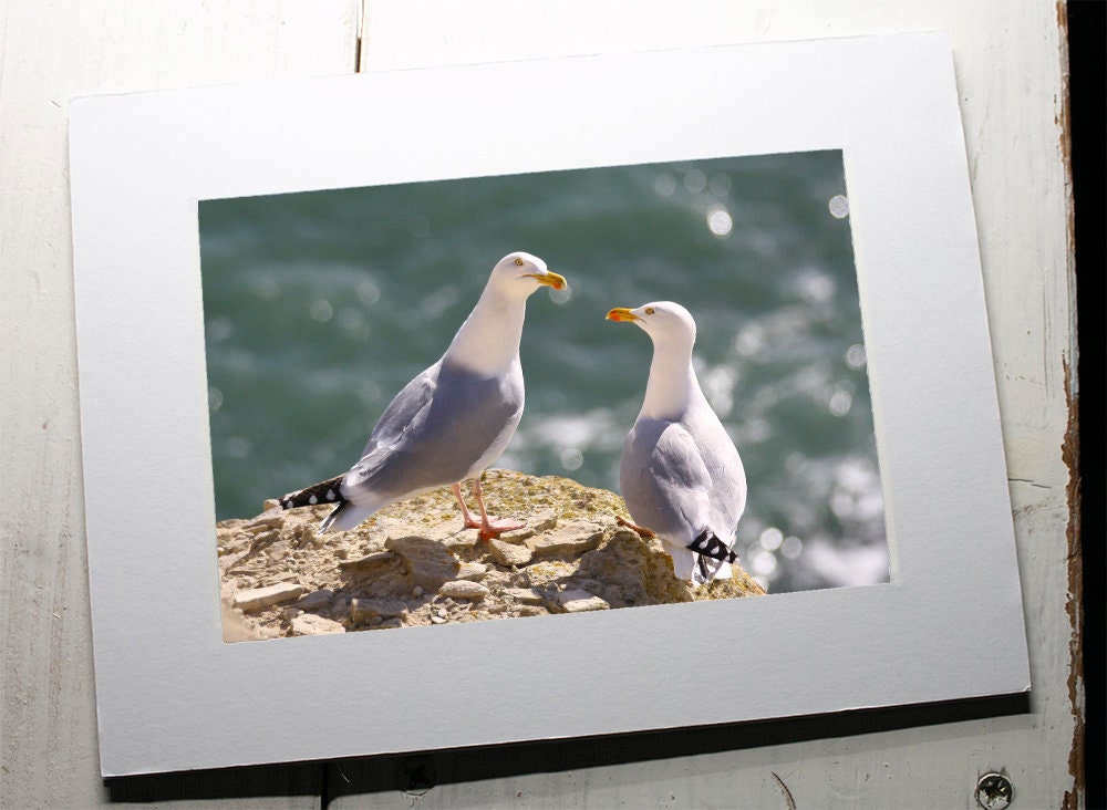 Herring Gull Mounted Photo Print - Devon wildlife photography