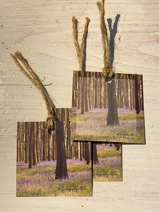 Bluebells Gift Tags - UK wildflower photography