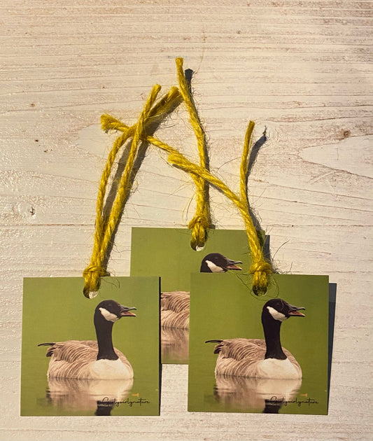 Canada Goose Gift Tags - UK wildlife photography