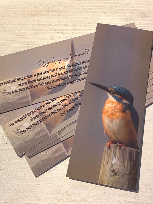 Kingfisher Bookmark - Swindon wildlife photography