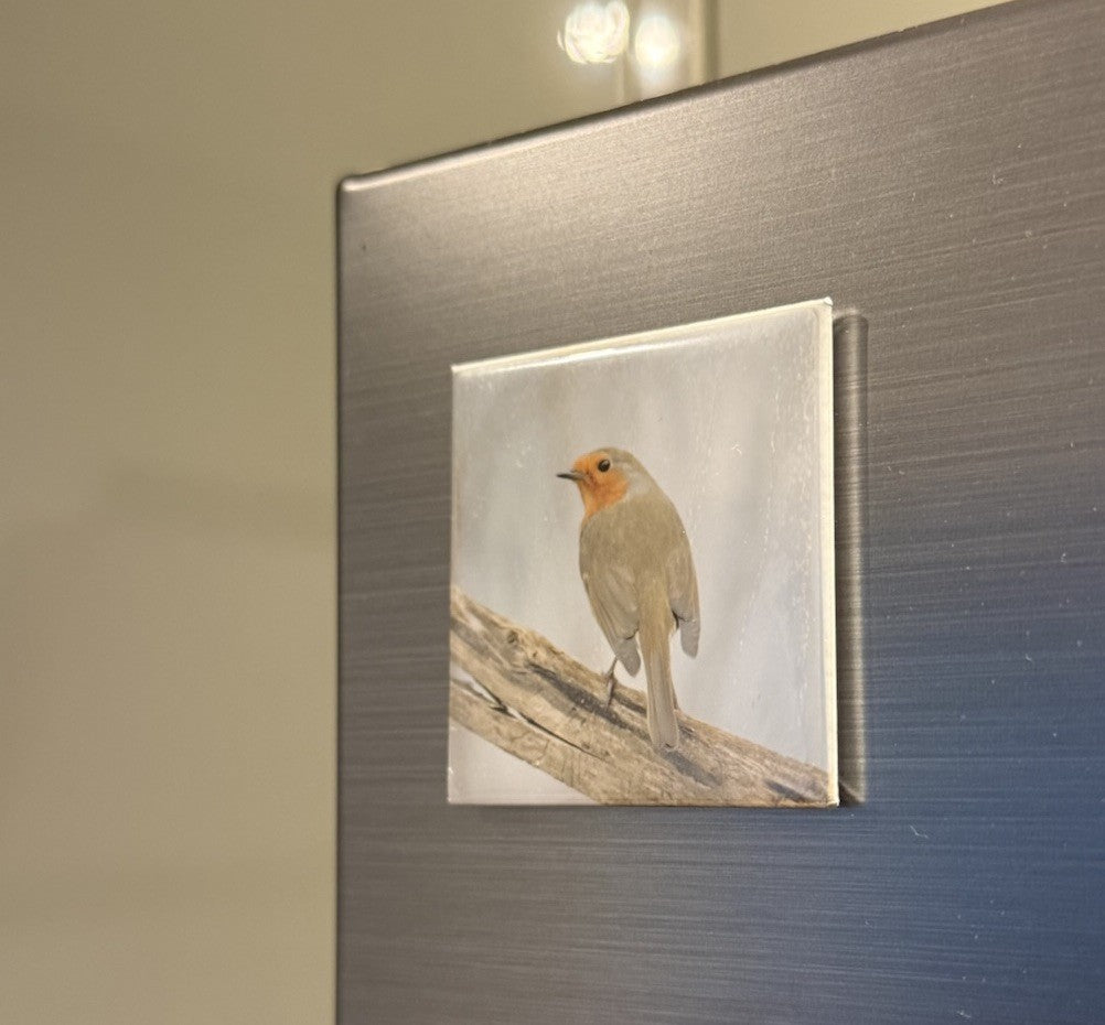 Robin on Branch Magnet - British wildlife photography