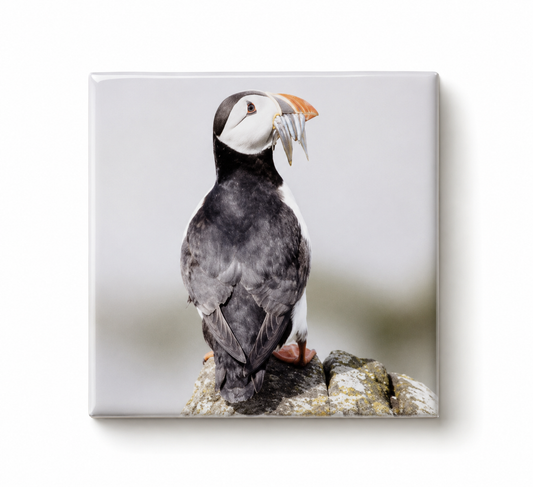 Puffin with Sand Eels Magnet – 48mm Wildlife Photo Magnet