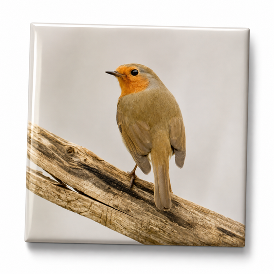 Robin on Branch Magnet – 48mm Wildlife Photo Magnet