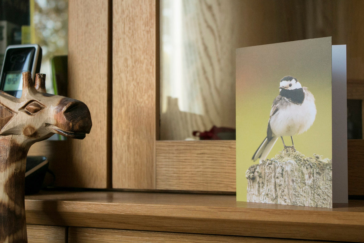 Pied Wagtail Greetings Card - Scotland wildlife photography
