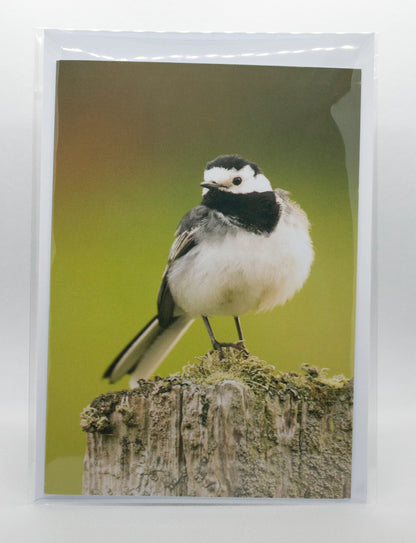 Pied Wagtail Greetings Card - Scotland wildlife photography