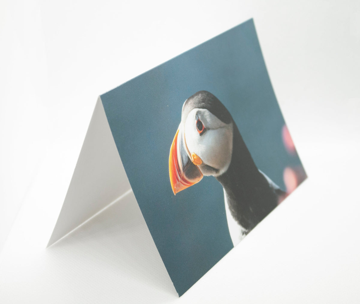 Puffin Side View Greetings Card - Scotland wildlife photography