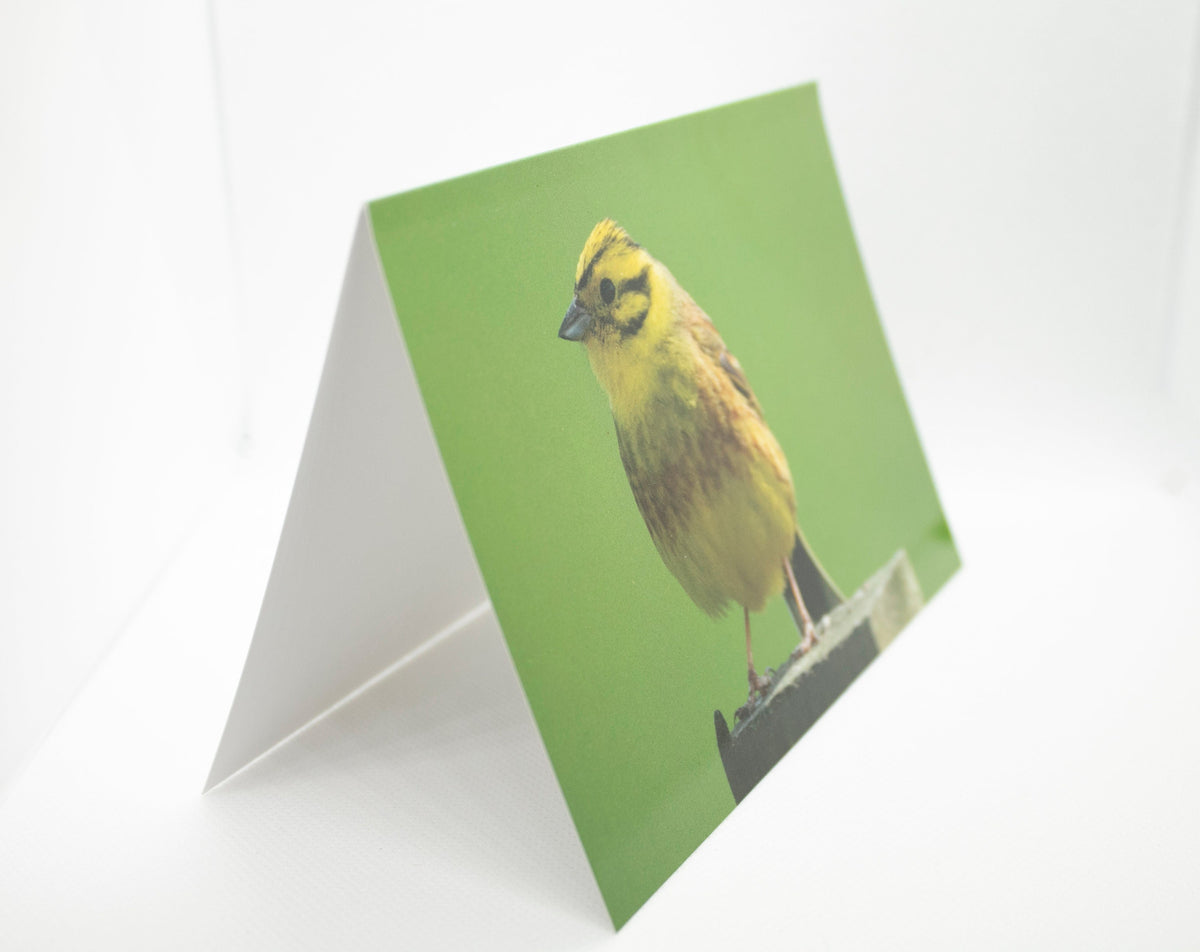Yellowhammer Greetings Card - South Gloucestershire wildlife photography