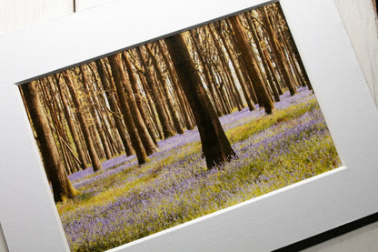 Bluebells Mounted Photo Print - South Gloucestershire wildflower photography