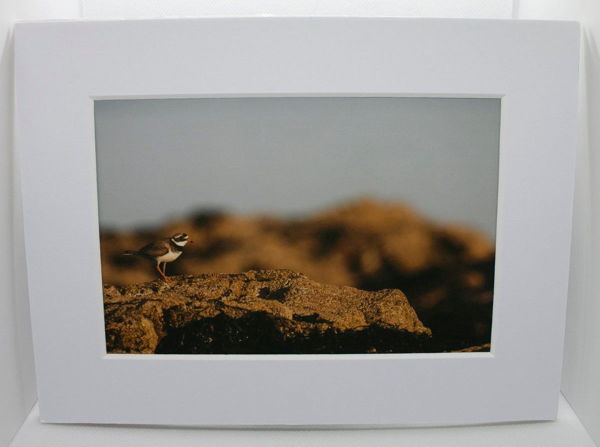 Ringed Plover Wader Mounted Photo Print - beach wildlife photography
