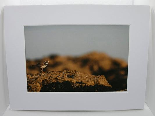Ringed Plover Wader Mounted Photo Print - beach wildlife photography