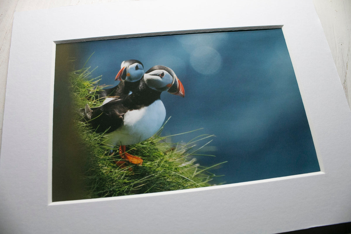 Puffins Double Trouble Mounted Photo Print - Scotland wildlife photography