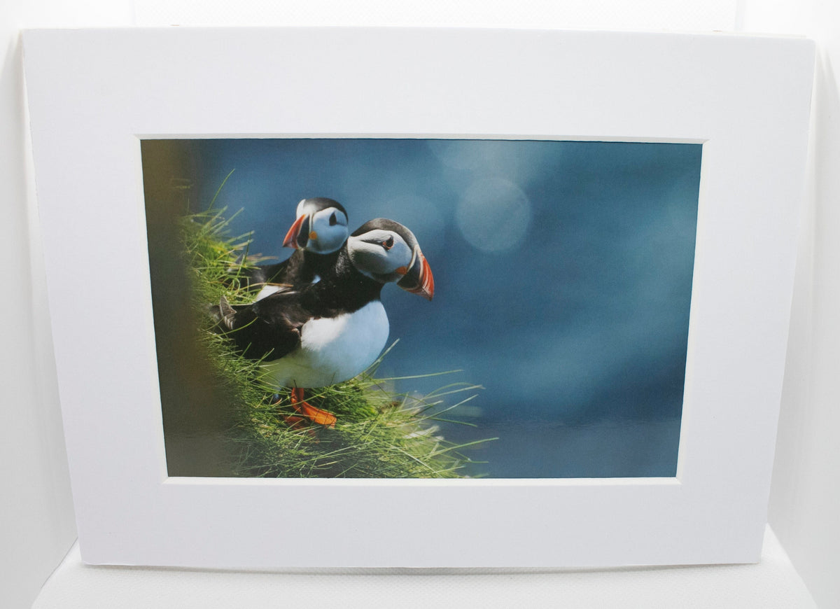 Puffins Double Trouble Mounted Photo Print - Scotland wildlife photography