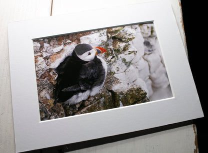Puffin on Cliff Mounted Photo Print - Scotland wildlife photography