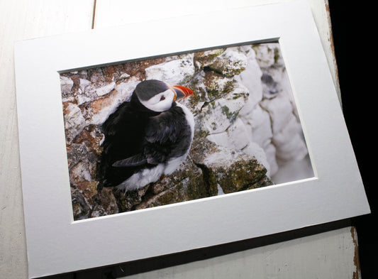 Puffin on Cliff Mounted Photo Print - Scotland wildlife photography