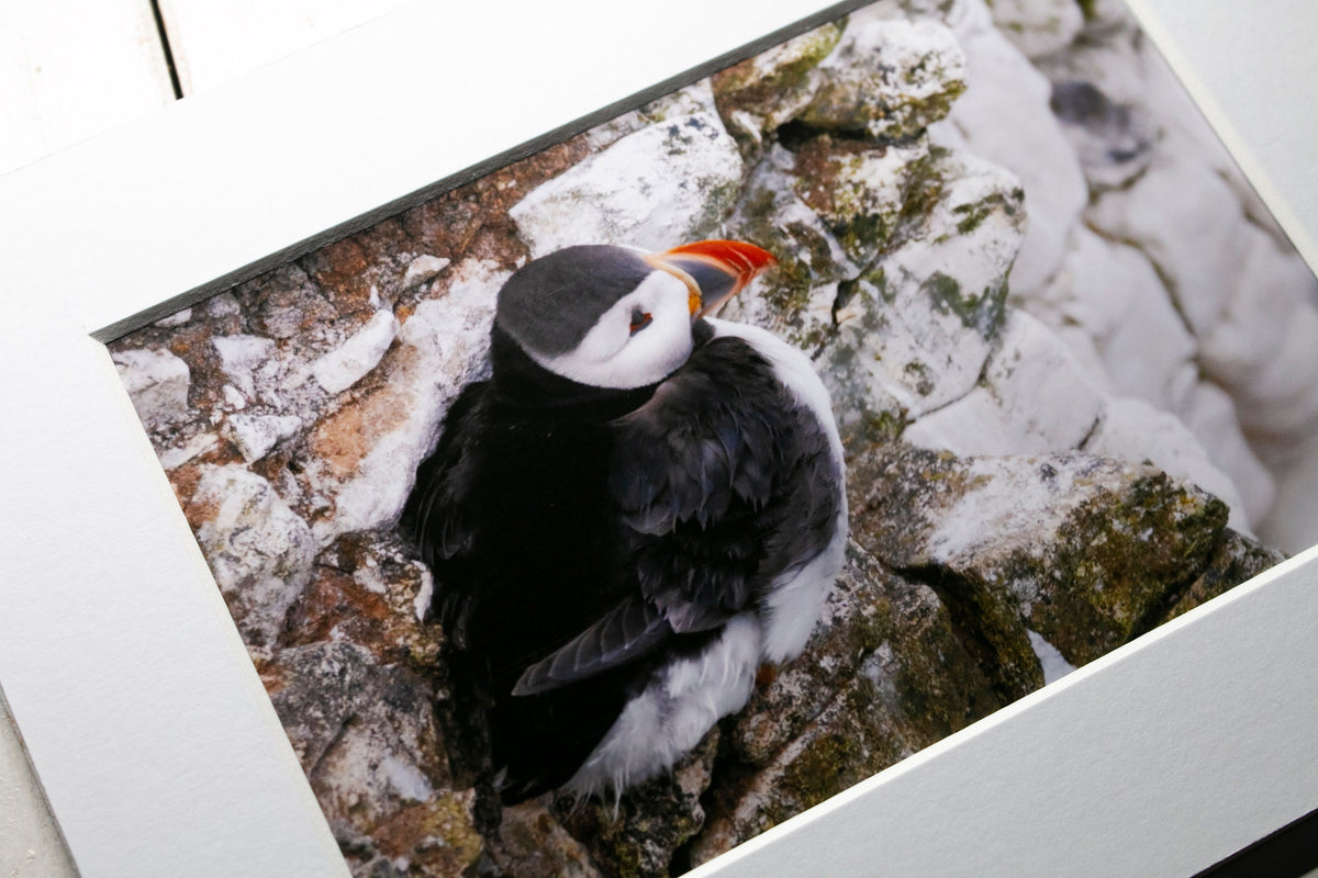 Puffin on Cliff Mounted Photo Print - Scotland wildlife photography