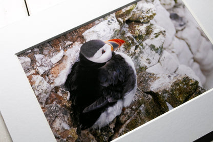 Puffin on Cliff Mounted Photo Print - Scotland wildlife photography