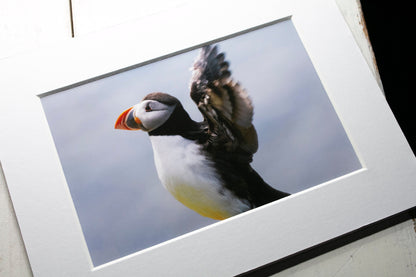 Puffin Stretch Mounted Photo Print - Scotland wildlife photography