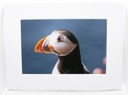 Puffin Portrait Side View Mounted Photo Print - Scotland wildlife photography