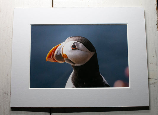 Puffin Portrait Side View Mounted Photo Print - Scotland wildlife photography