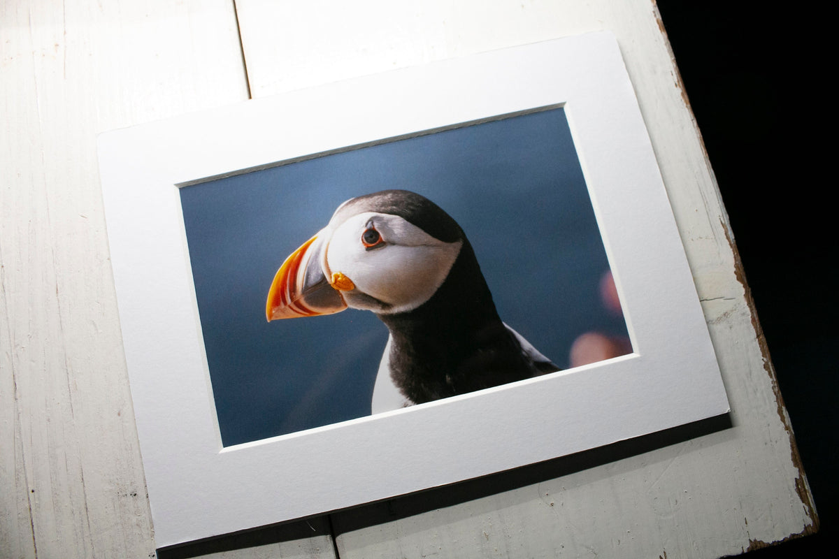 Puffin Portrait Side View Mounted Photo Print - Scotland wildlife photography