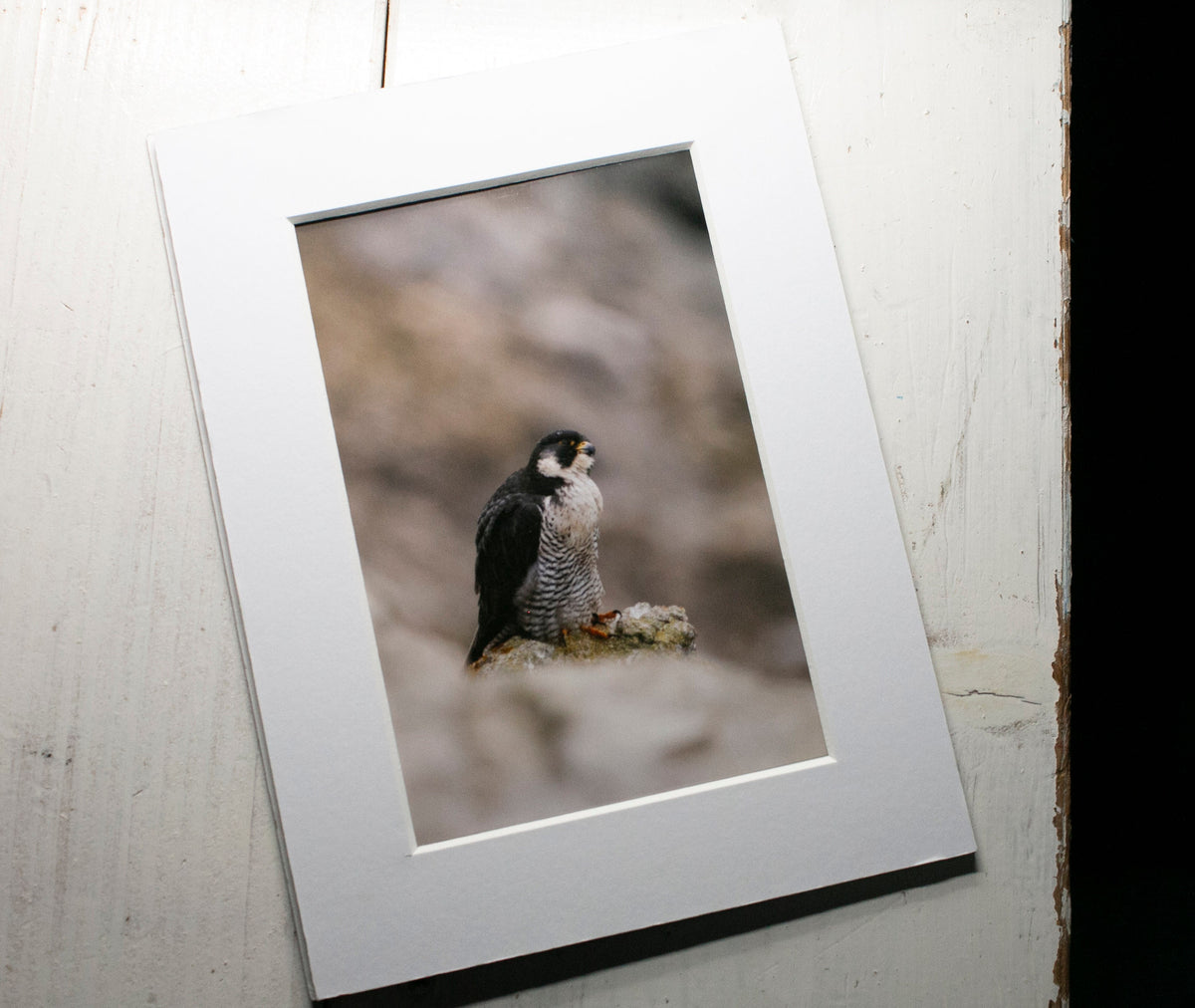 Peregrine Falcon Mounted Photo Print - Dorset wildlife photography
