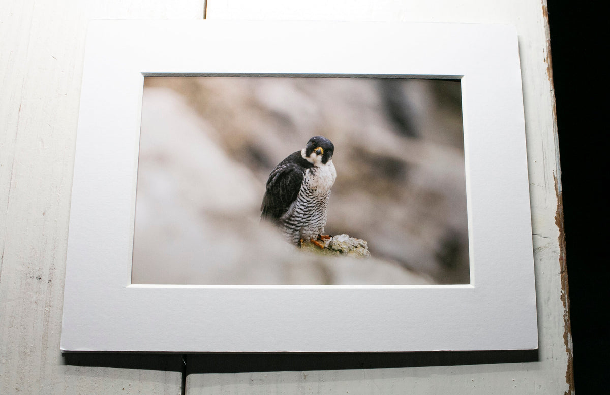 Peregrine Falcon Mounted Photo Print - Dorset wildlife photography