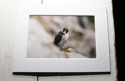 Peregrine Falcon Mounted Photo Print - Dorset wildlife photography