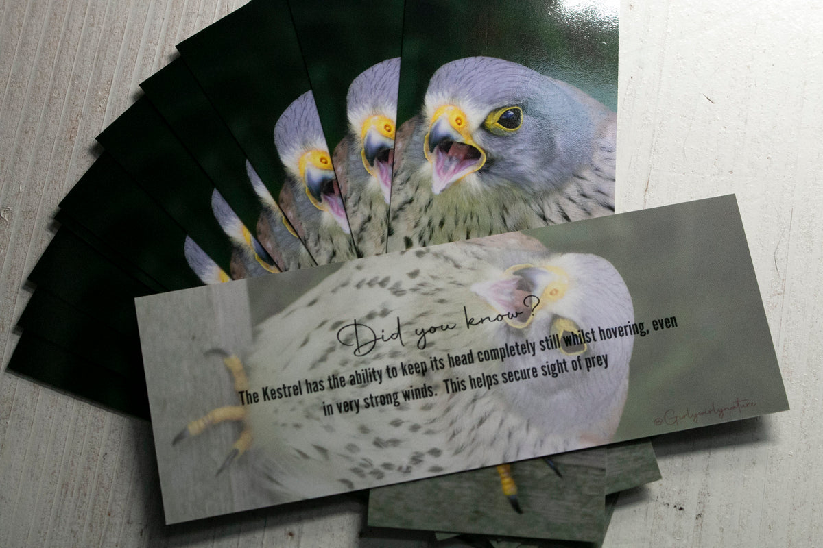 Kestrel Bookmark - UK bird of prey photography