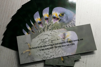 Kestrel Bookmark - UK bird of prey photography