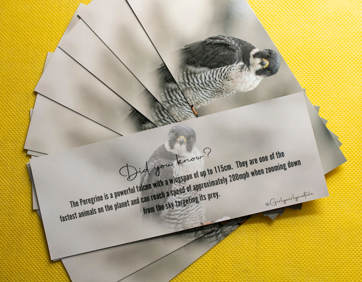 Peregrine Falcon Bookmark - Dorset wildlife photography