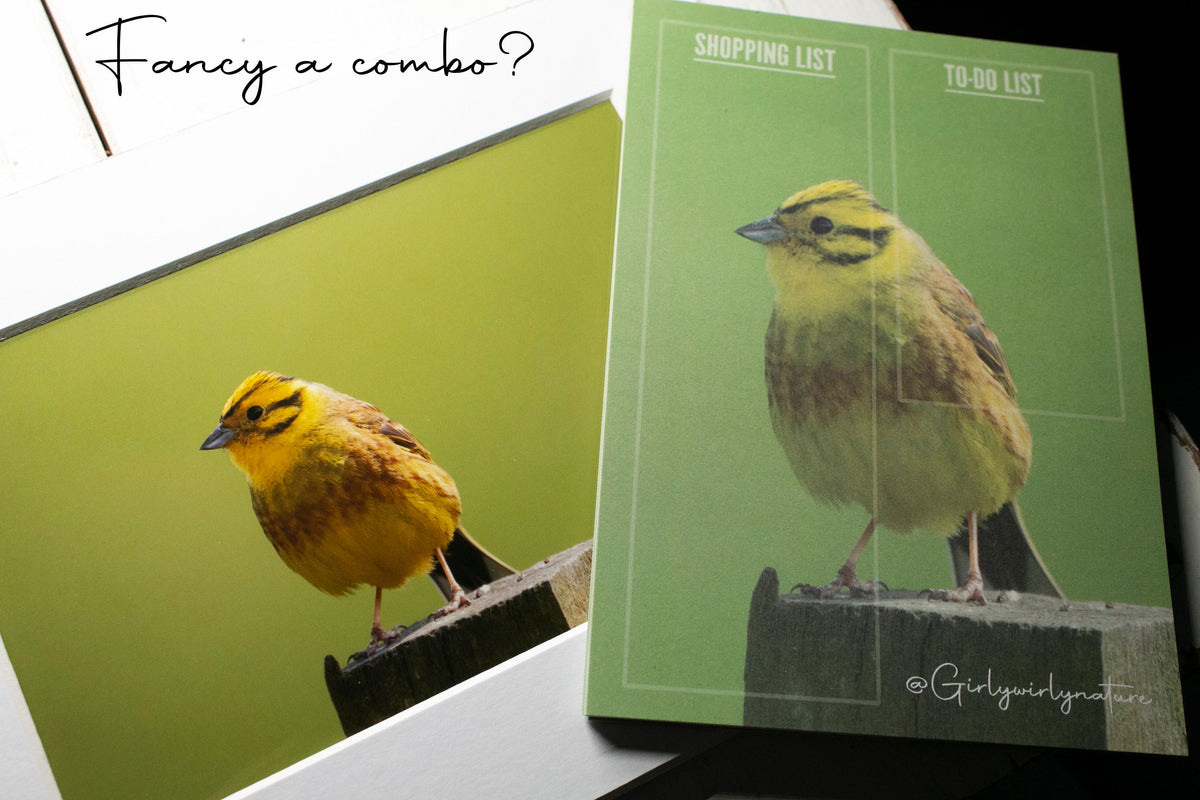 Yellowhammer Mounted Photo Print - Scotland wildlife photography