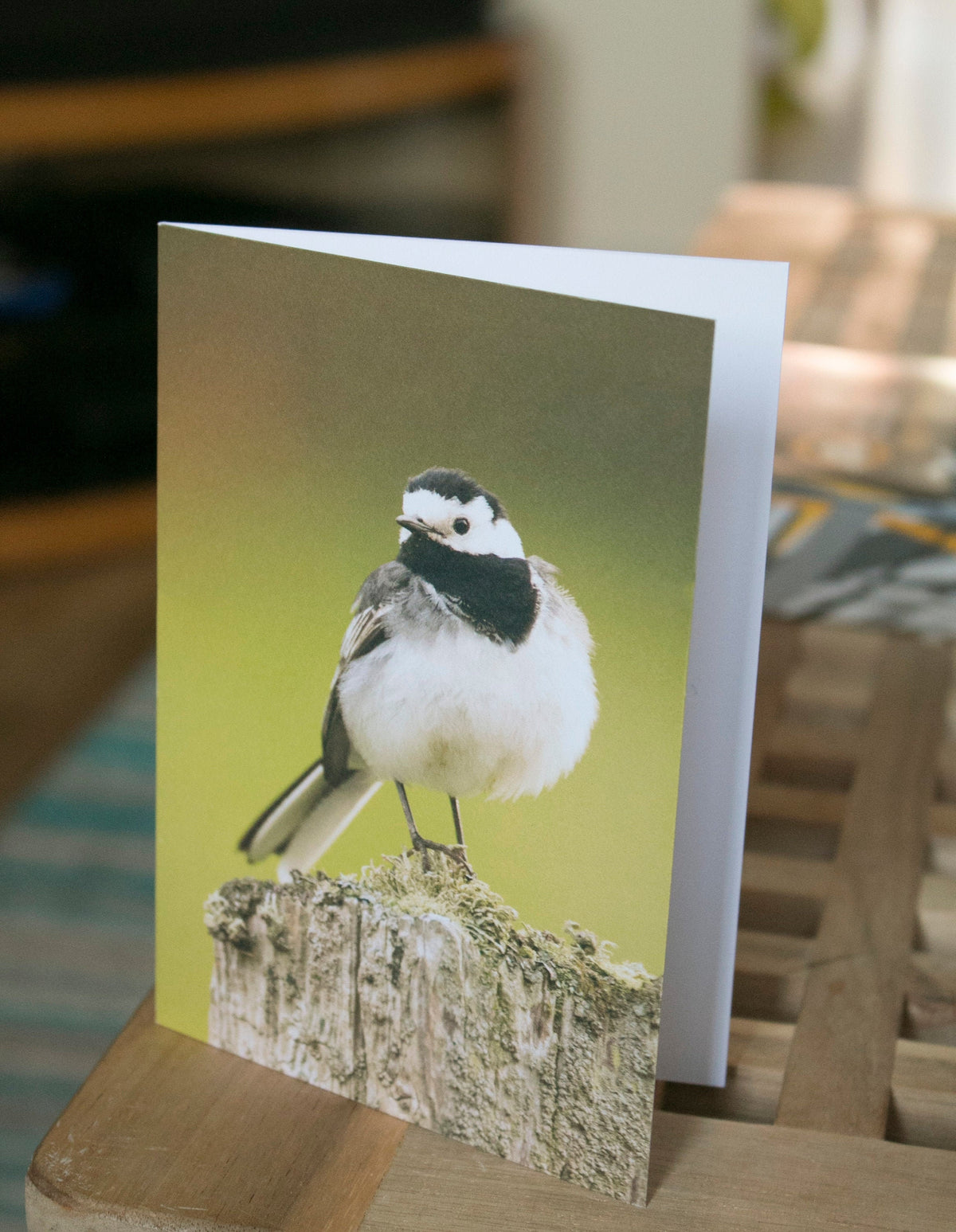 Pied Wagtail Greetings Card - Scotland wildlife photography