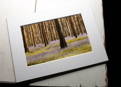 Bluebells Mounted Photo Print - South Gloucestershire wildflower photography