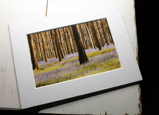 Bluebells Mounted Photo Print - South Gloucestershire wildflower photography