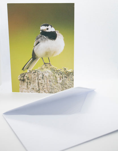 Pied Wagtail Greetings Card - Scotland wildlife photography