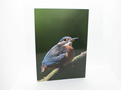 Kingfisher Greetings Card - Wales wildlife photography