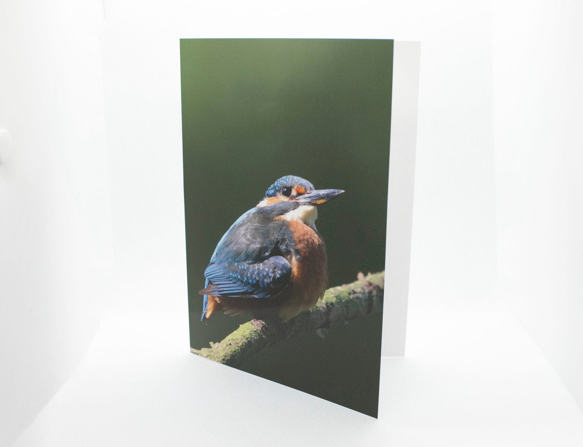 Kingfisher Greetings Card - Wales wildlife photography