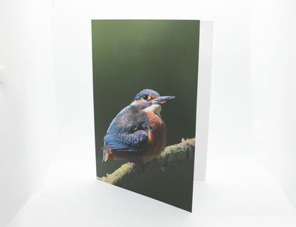 Kingfisher Greetings Card - Wales wildlife photography