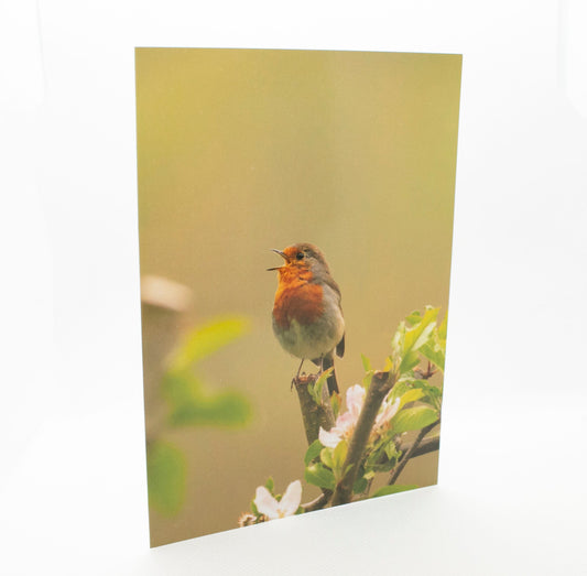 Robin Greetings Card - Bristol wildlife photography