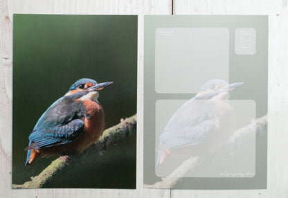 Kingfisher Postcard - UK wildlife photography