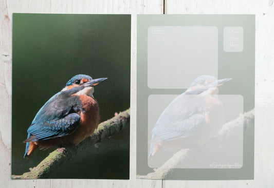 Kingfisher Postcard - UK wildlife photography