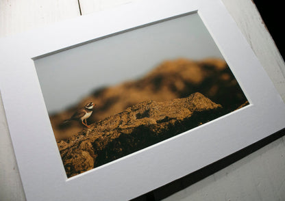 Ringed Plover Wader Mounted Photo Print - beach wildlife photography